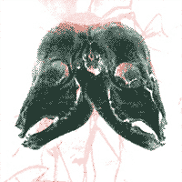 Picture for song 'Herd' by artist 'antibody (NZ)'