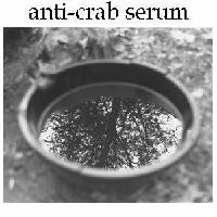 Picture for song 'dumbwaiter' by artist 'anti-crab serum'