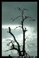 Picture for song 'Dying Breed' by artist 'Antraxs'