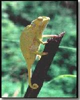 Picture for song 'Chameleon' by artist 'AP Funkanomics'