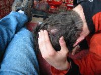 Picture for song 'Bad Love - Aphelion + Voice O.G.' by artist 'Aphelion'