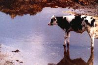 Picture for song 'Glassy the Cow' by artist 'Apple Juice Is A Verb'
