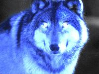 Picture for song 'Wolf Winter' by artist 'ARCHREALM'