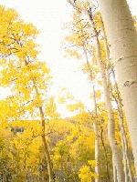 Picture for song 'that damn field of roses' by artist 'area66'