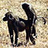 Picture for song 'Hump And Roll' by artist 'arnocamel'