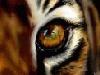 Picture for song 'Eye Of the Tiger(Free Beat)' by artist 'ArtistixOLD'