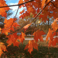 Picture for song '"When the Leaves Fall" - Slug / Atmosphere' by artist 'A-Scratch'