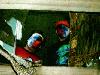 Picture for song 'Subject: Assassyn Life' by artist 'Asylum Assassyns'