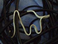 Picture for song 'Awt's Rock' by artist 'awt'