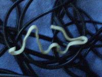 Picture for song 'Short Romance' by artist 'awt'