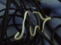 Picture for song 'Våldta En Själ' by artist 'awt'