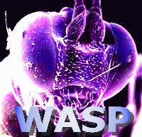 Picture for song 'WASP' by artist 'Aztech'