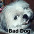 Picture for song 'Rain's Just Start'in To Fall' by artist 'Bad Dog'