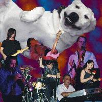 Picture for song 'Como Baila el Perro' by artist 'Bad Dog No Biscuit'