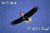 Picture for song 'Rewind' by artist 'Bad Mushroomz'