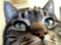 Picture for song 'Gold Horizon' by artist 'Bags of Mostly Monkey'