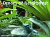 Picture for song 'Dream of Rainforrest' by artist 'ballOOnhead'