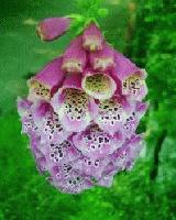 Picture for song 'Hymn' by artist 'Steve Andrews The Bard of Ely'