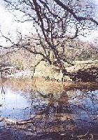 Picture for song 'Beautiful Trees' by artist 'Bard of Ely and TUOB'