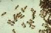 Picture for song 'ants in the kitchen' by artist 'barkin barney'
