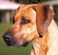 Picture for song 'rusty the hound' by artist 'barkin barney'