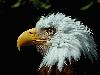 Picture for song 'Listen to the Eagle' by artist 'Barstool Philosophers'