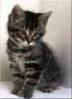 Picture for song 'Kitty Kitty Touch Me' by artist 'Bathroom Echo'
