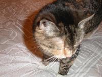 Picture for song 'Mess Everything Up' by artist 'Batshit'