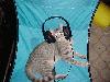 Picture for song 'Accordingly' by artist 'Battlestar Dream'