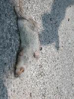 Picture for song 'baugh and nate doulg' by artist 'BAUGH'