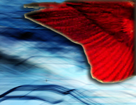 cover pic