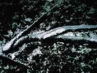 Picture for song 'roots' by artist 'Beat Ninja Agent Blak'