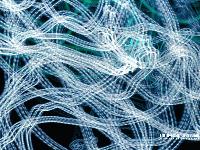 Picture for song 'The NEt!' by artist 'Beats Dizzy Productions'