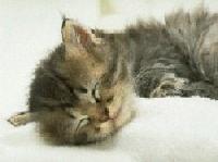 Picture for song 'TheWife - Trouble&Strife mix - Bendyman' by artist 'bendyman'