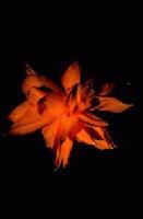 Picture for song 'Historia de Un Amor' by artist 'Bennie Beretta'