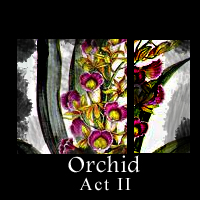 Picture for song 'Orchid Act II' by artist 'Berkenstrings'