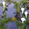 Picture for song 'Improvise-betty050330(®ü¨¡)(Calla lily)' by artist 'Betty5411'