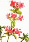 Picture for song 'Improvise-betty050707(¥d¹A²M·s¿ûµ^ª©)' by artist 'Betty5411'