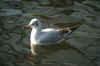 Picture for song 'Improvise-betty040901(¦P¦ñ)( duckling)' by artist 'Betty5411'