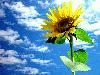Picture for song 'Improvise-betty041228(¬Ã±¤)(Cherish)' by artist 'Betty5411'