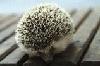 Picture for song 'Improvise-betty050118(¨ëç³)(Hedgehog)' by artist 'Betty5411'