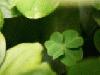 Picture for song 'Green Wind-betty' by artist 'Betty5422'