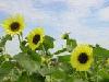 Picture for song '¿O¶ð¨t¦C¶}³õ' by artist 'Betty5433'