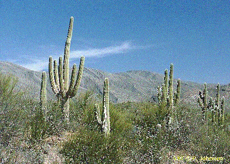 Picture for song 'Western Instrumental' by artist 'B Fire'