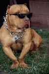 Picture for song 'My Dawgs R My Dawgs' by artist 'BGB'
