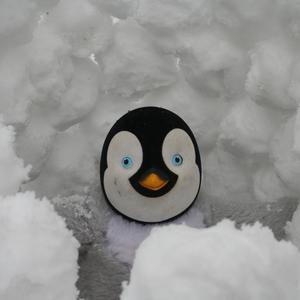 Picture for song 'The Groaning Penguin Will Have Big Woolen Socks...' by artist 'Big Albert'