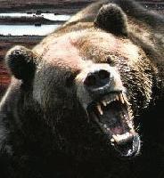 Picture for song 'care bear' by artist 'bigbear'
