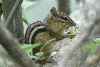 Picture for song 'chipmonks' by artist 'Big Uno'