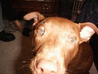 Picture for song 'Passin Round' by artist 'BIG VANDAL'