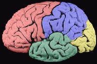 Picture for song 'New Brain Break' by artist 'billion dollar brain'